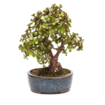 Lucky Jade with Ceramic planter - 3 Year