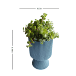 Lucky Jade with Ceramic planter - 1 Year