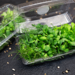 Micro Greens mixed